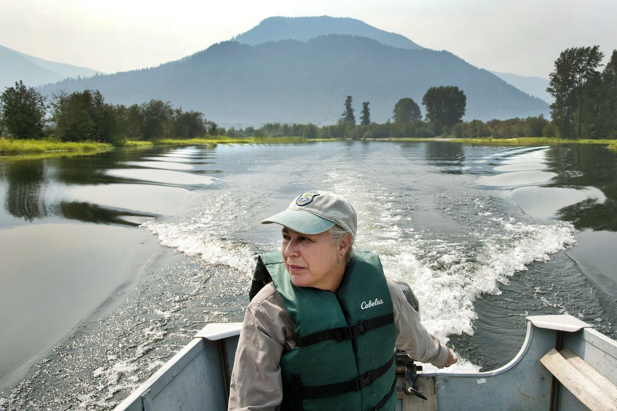 Katherine Cousins, Idaho Department of Fish and Game biologist, boats through the $6 million Clark Fork Delta restoration project on Tuesday near Clark Fork, Idaho. Restoration work started last fall, targeting 680 threatened acres of the delta. The intent is to preserve the delta and prevent fertile shorelines from eroding. Cousins and her team put in 90,000 plants. (Dan Pelle)