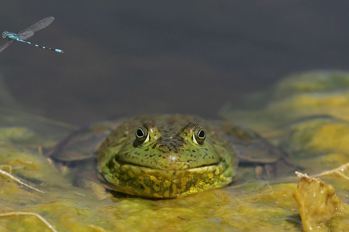 ABOVE: A dragonfly, top left, tempts a bullfrog in this glimpse of two top predators related to ponds and lakes. Dragonflies can eat their weight in insects in a half hour. (Associated Press)