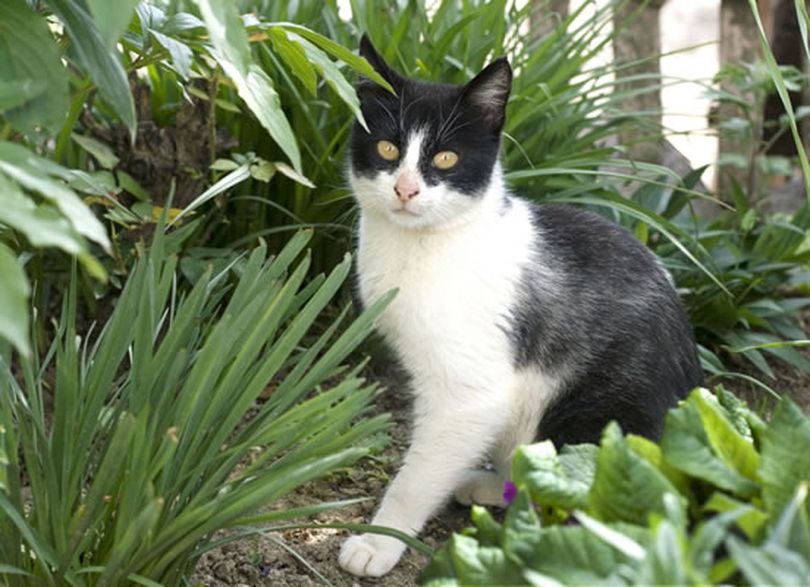 Cats frolicking in your flowerbeds? All-natural products can control critters in your garden and are safe for children and pets. (ARA)