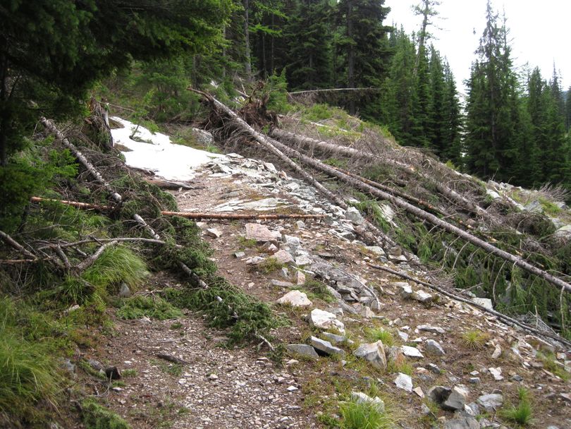 Downfall on the North Idaho trail to Revett Lake. (Lynn Smith)