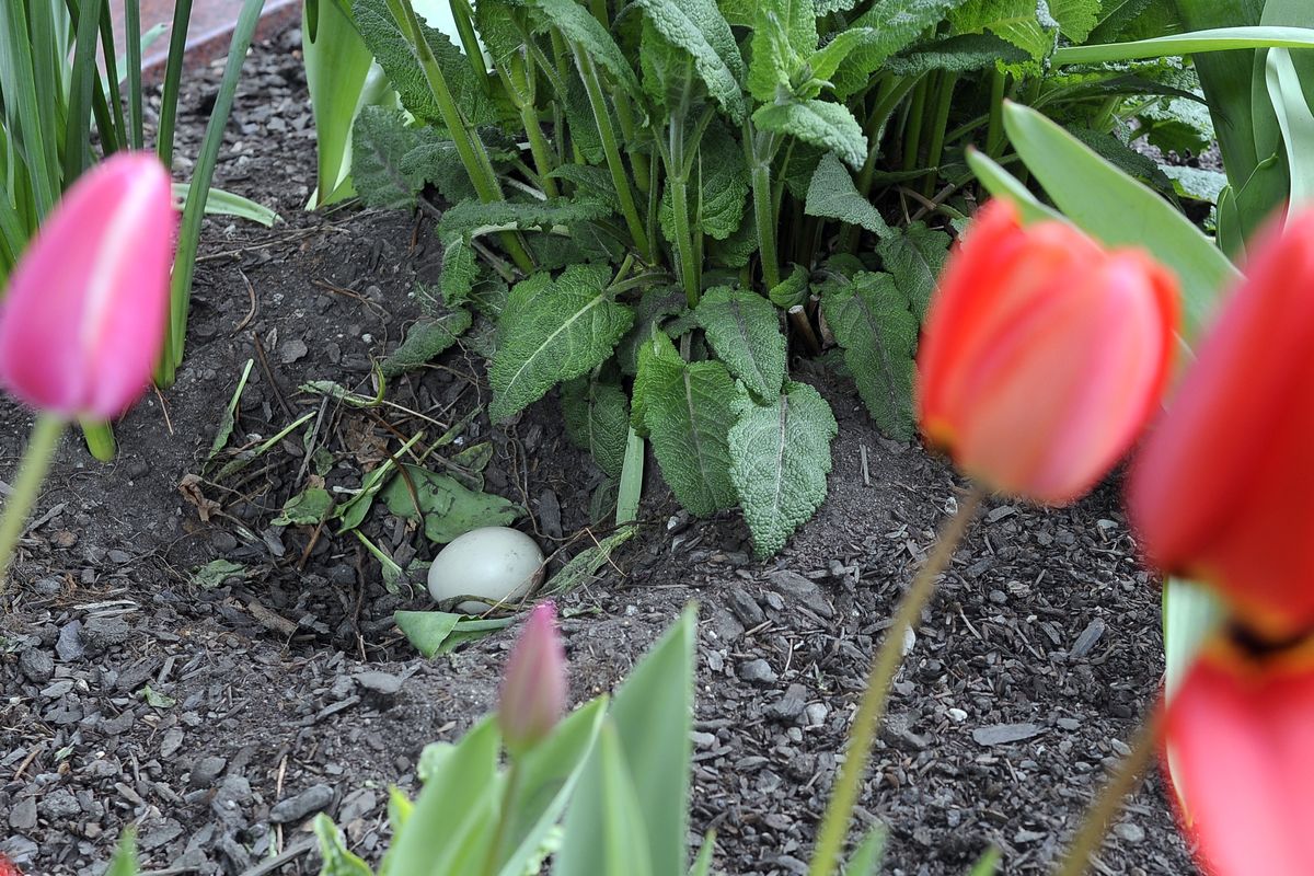 This April 9, 2010, shows the first egg laid by a mallard duck in a planter box outside the Lincoln Building in downtown Spokane. A week later, the nest was raided and four of six eggs taken. (Dan Pelle / The Spokesman-Review)