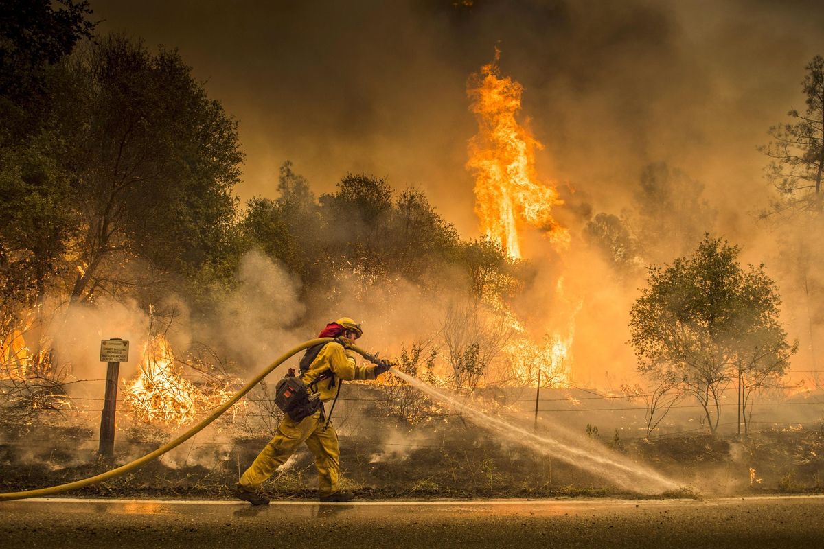 A Cal Fire firefighter waters down a back burn on Cloverdale Rd., near the town of Igo, Calif., Saturday, July 28, 2018. The back burn kept the fire from jumping towards Igo, Calif. Scorching heat, winds and dry conditions complicated firefighting efforts. (Hector Amezcua/The Sacramento Bee / Associated Press)