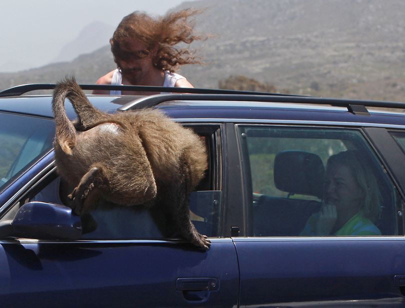 A baboon seen as it climbs inside a car at Cape Point on the outskirts of  Cape Town, South Africa, Tuesday,  Nov. 24, 2009. Visitors heading to South Africa premier holiday destination during the 2010 World Cup maybe worried about becoming victims of the country's high crime rate but they are more likely to find themselves robbed or mugged by a rather furry kind of felon: baboons. (Photo/Schalk van Zuydam) (Schalk Zuydam / Associated Press)