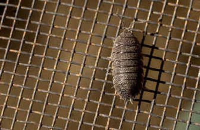
This potato bug showed up in the garden of Darlene Turner of Coeur d'Alene on Tuesday. 
 (Kathy Plonka / The Spokesman-Review)