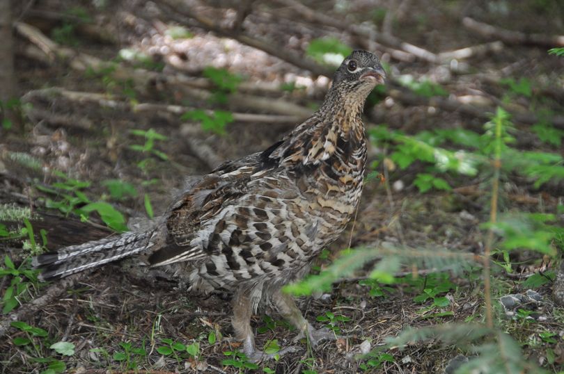 Strangest grouse hunting story I ever heard | The Spokesman-Review