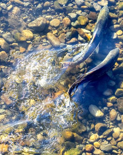 Two coho salmon take off through the water in the Lapwai Creek in Spalding, Idaho, on Wednesday.  (August Frank)