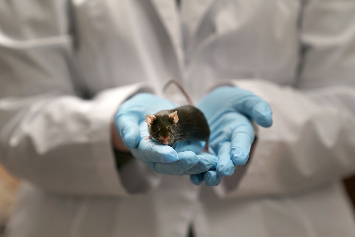 Research assistant Katie McCullough holds a mouse in a Washington University lab where doctors are using the mice to study a rare form of autism linked to a mutation in the MYT1L gene Wednesday, Dec. 15, 2021, in St. Louis.  (Jeff Roberson)