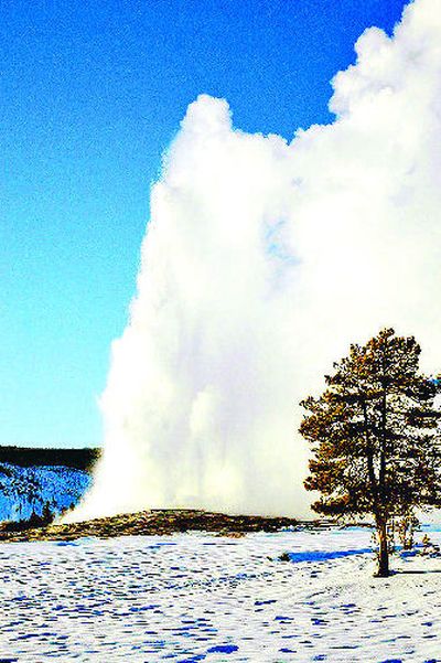 
Old Faithful may not be the tallest or even the most consistent erupting geyser, but it is the best known. 
 (The Spokesman-Review)