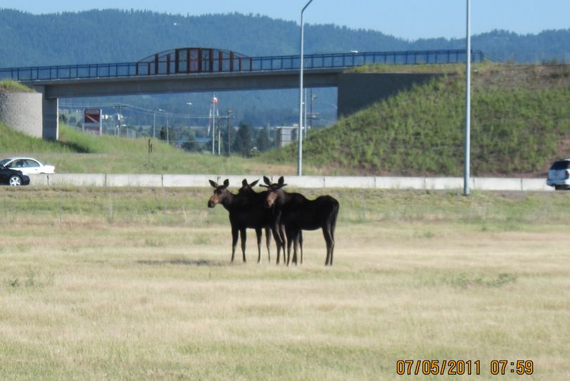 Three moose stand along Interstate 90 near Liberty Lake early in the morning on July 5, 2011. State Fish and Wildlife police used paintball guns to chase them away from the traffic. (Washington Department of Fish and Wildlife)