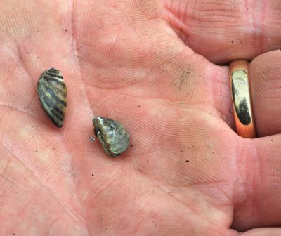Bob Allred  shows some of the zebra mussels Friday that came off the stern of a 57-foot powerboat from the Great Lakes.  (Associated Press)