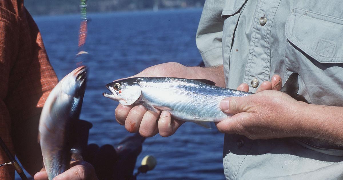Kokanee are back at CDA