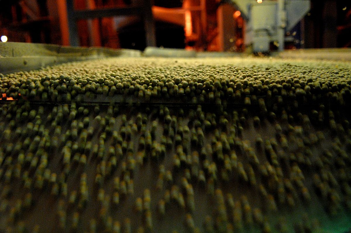 Incoming peas at the Spokane Seed processing facility are sorted on gravity tables that separate irregular shaped or cracked peas from higher quality ones. (Photos by BRIAN PLONKA / The Spokesman-Review)
