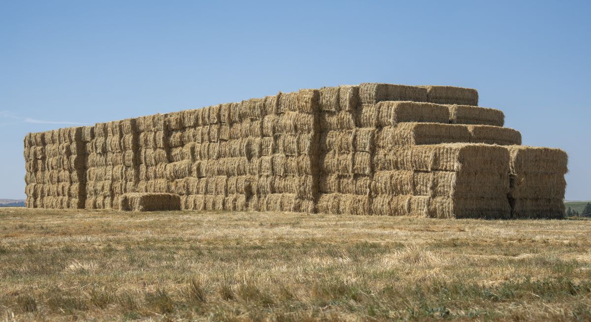 Straw vs Hay: What's the difference?Wells Brothers Pet, Lawn