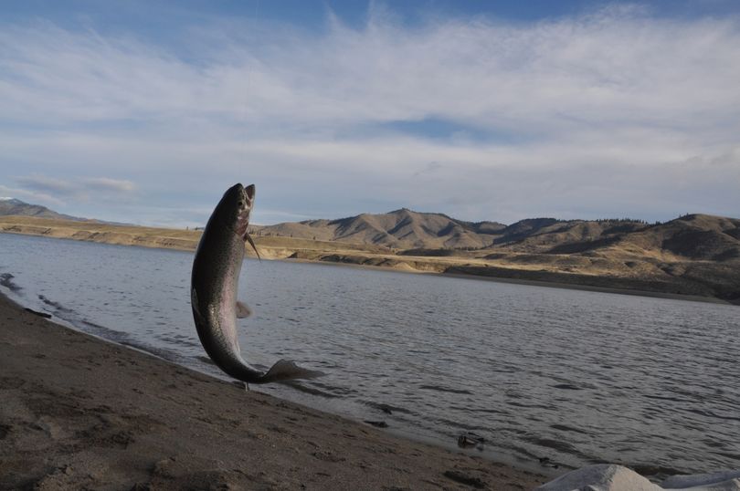 An angler hoists a rainbow trout to the shore of Lake Roosevelt. (Rich Landers)