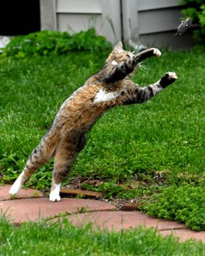 ORG XMIT: KYMAS101 A cat tosses a mole into the air Monday, May 11, 2009 near Maysville, Ky. Upon hitting the ground, the mole quickly disappeared. (AP Photo/The Ledger Independent, Terry Prather.) (Terry Prather / The Spokesman-Review)