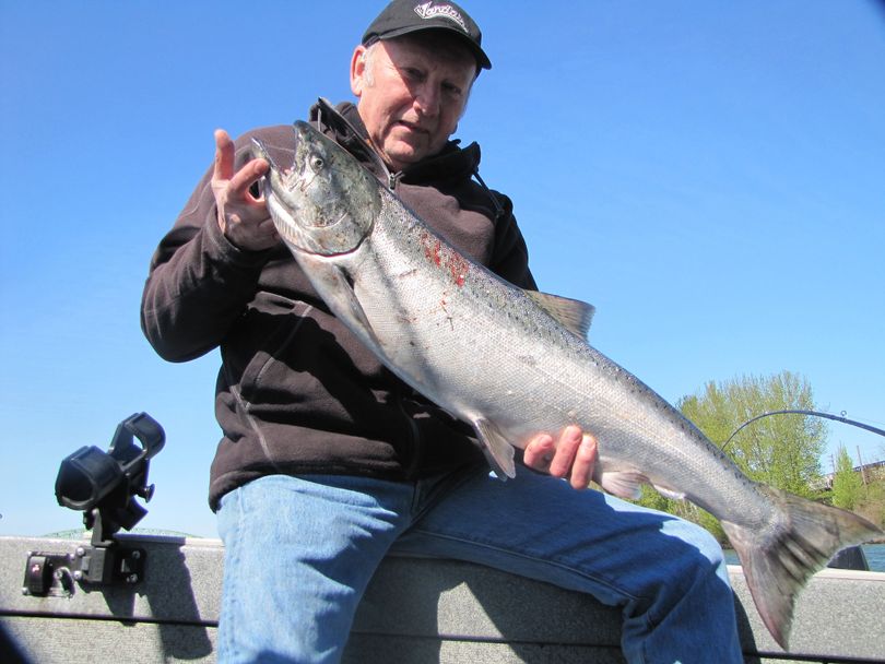 Vancouver angler Dick Borneman with a typical Columbia River spring chinook salmon.
 (Allen Thomas / The Columbian )