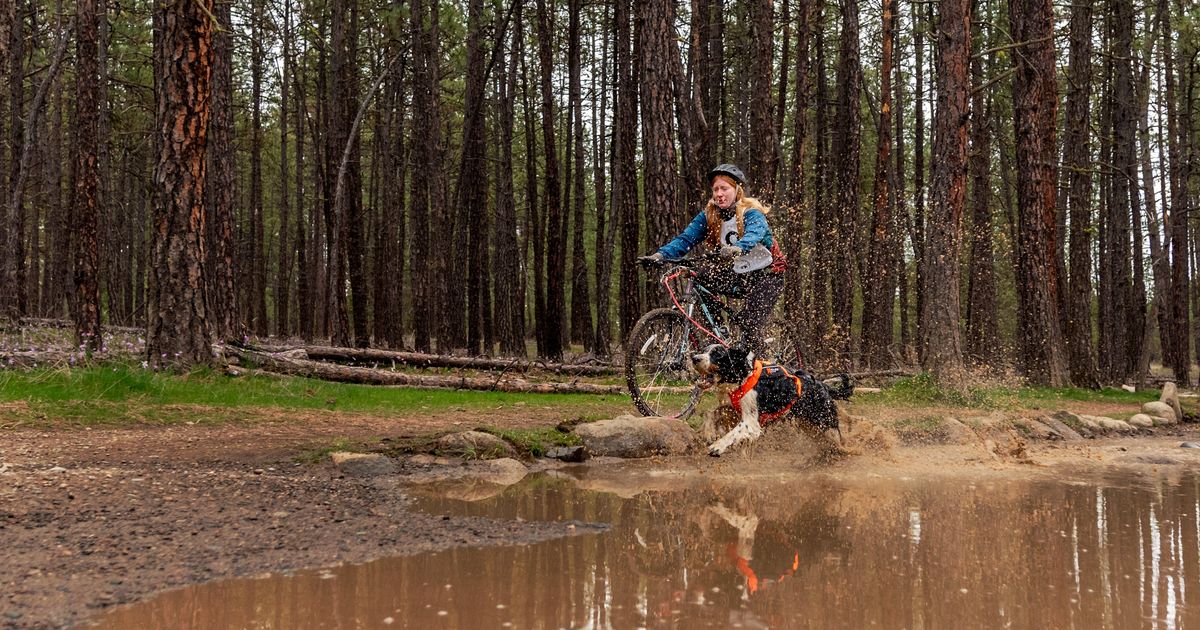 No snow is needed for these sled dogs who took on annual dryland race at Riverside State Park