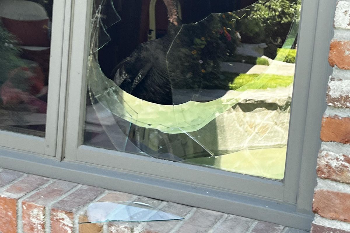 A turkey peers out of a window it broke at the home of Robyn Holms on July 11.  (Courtesy of Robyn Holms)