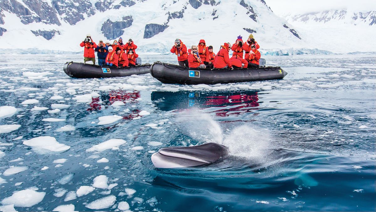 A minke whale emerges near Zodiac boats carrying Linblad Expeditions passengers in Paradise Bay, Antarctica.  (Michael S. Nolan/Linblad Expeditions)