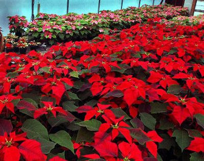 
Poinsettias grace the greenhouse at Manito Park.
 (File/ / The Spokesman-Review)