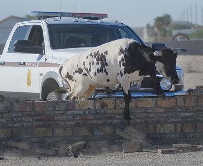 Chase is on: A Bureau of Land Management Park ranger tries to corner a steer that escaped from a trailer outside Yuma, Ariz., on Tuesday. The bovine escaped onto Interstate 8, stopping traffic and damaging two police vehicles. A sheriff’s deputy eventually roped the steer from the bed of a pickup driven by another deputy . (Associated Press)