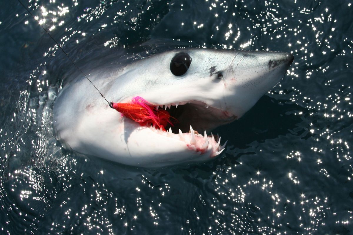 A mako shark is landed by a fly fisher in LDR Media’s “Speed, Muscle and Teeth,” one of 10 freshwater and saltwater films featured in the 2011 Fly Fishing Film Tour coming to Spokane on Thursday.