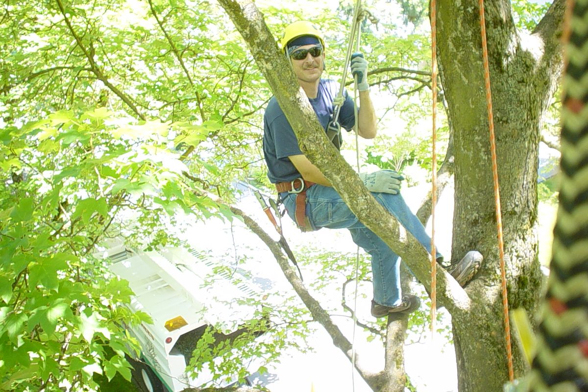 Miles Cooley, Arborist 1 for the City of Spokane