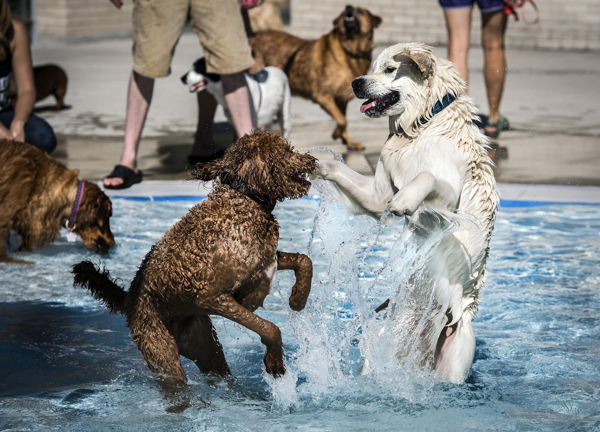 Dozens of dogs make a splash at annual Spokane ‘Doggie Dip’ The