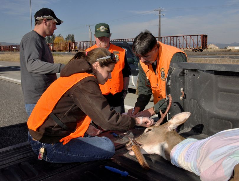 Biologists Annemarie Prince, front, and Dana Base, right, remove a tooth and take measurements on a whitetail deer brought in to the Deer Park hunter check station by Matt Van Horn, back left, talking to hunter education instructor Dean Kramer. (Rich Landers)