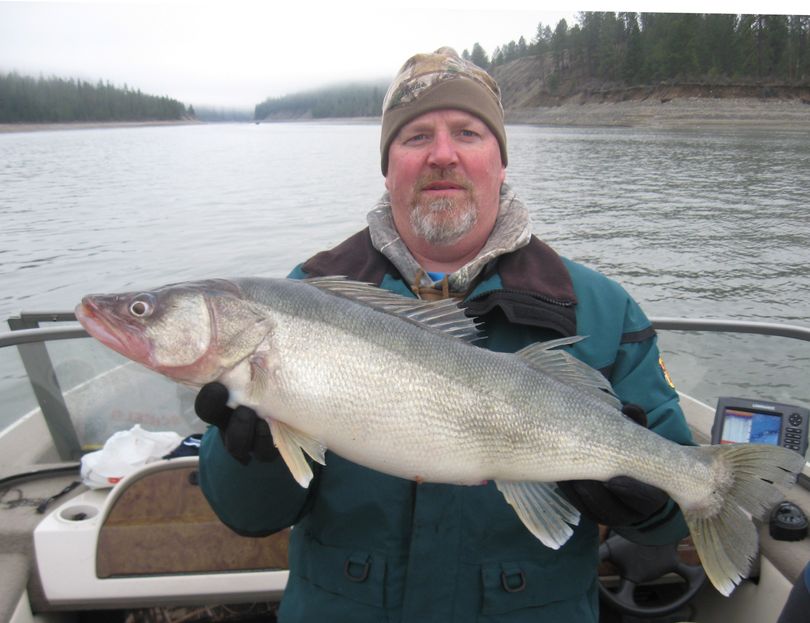 Jim Donelan of Spokane Valley holds a 13.5-pound walleye he caught Feb. 15 at Lake Roosevelt. Before releasing the fish, he measured it at 31.5 inches long and 18 inches in girth.  (Courtesy)