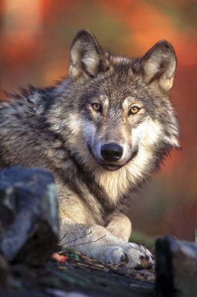 Gray wolves were occupying territories throughout Idaho last year, but the overall population fell. (Associated Press)