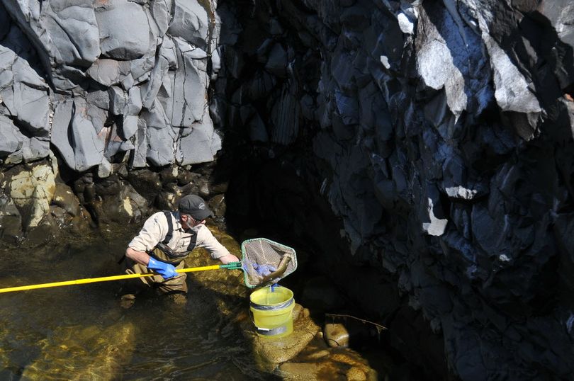 Brian Johnson tips a giant red band trout from his net into a bucket in a deep hole in the north channel of the Spokane River Wednesday, Aug. 17, 2011. Johnson works for EES Consulting, which is a contractor on the Avista Utilities project to install a series of concrete weirs, shaped and camouflaged to blend into the rocky landscape, that will reroute the flow pattern of water through river channels in downtown Spokane. The result will be a more natural flow through a series of pools and away from several man-made alterations to the river channels. The changes are part of the relicensing agreements for Avista's dams on the Spokane River. The crew from EES was removing the fish from pools being pumped dry before work begins nearby. (Jesse Tinsley)