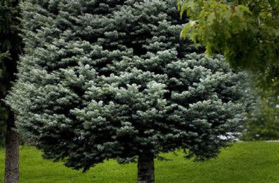 
A blue spruce stands out among the rest. A hard frost can stunt new growth, but it will not hurt the tree in the long run. 
 (The Spokesman-Review)