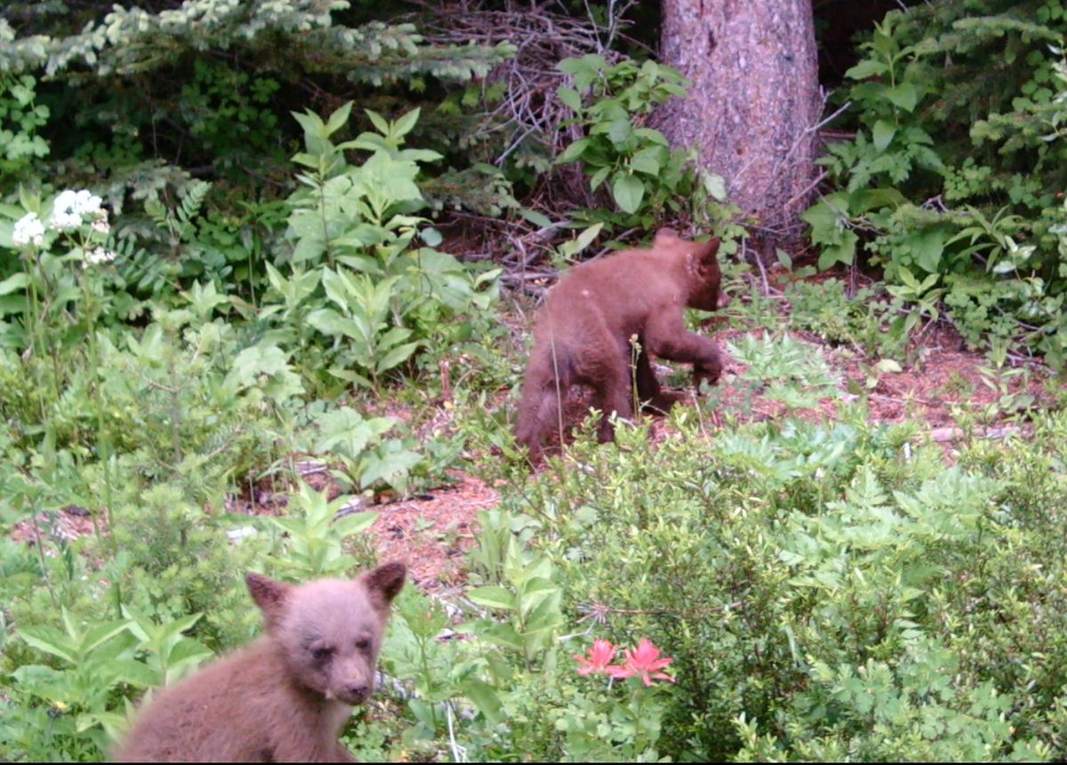 Courtesy of Rich Krenkel Two black bear cubs trigger the remote camera operated in Pend Oreille County by Spokane-area resident Rich Krenkel. (Courtesy of Rich Krenkel / The Spokesman-Review)