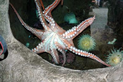 
This lively Giant Pacific octopus at the Oregon Coast Aquarium shows off its white suction cups.
 (photos by Mike Brodwater / The Spokesman-Review)