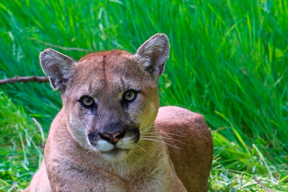 9-year-old Girl Hospitalized After Cougar Attack In Stevens County ...