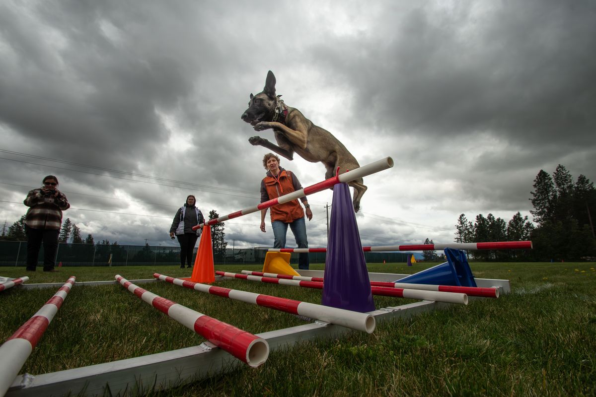 Alyssa Stickney keeps a close eye on Emma as she soars over the broad jump during a French Ring handler seminar in Rathdrum on Sunday.  (Angela Schneider/For The Spokesman-Review)