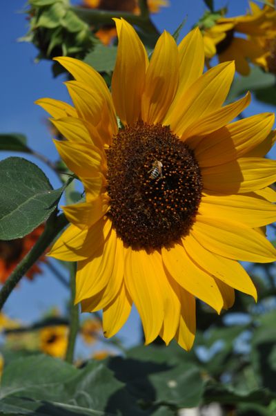 Sunflowers are Ukraine’s national flower.  (Pat Munts/For The Spokesman-Review)