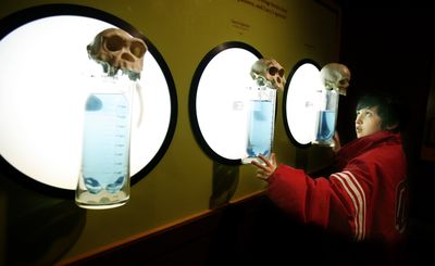 Osvaldo Cortez, 11, examines a display demonstrating the cranial capacity of a chimpanzee skull, left, a Lucy-era skull, center, and a human skull at the “Lucy’s Legacy” exhibit at the Pacific Science Center in Seattle on Wednesday.  (Associated Press / The Spokesman-Review)