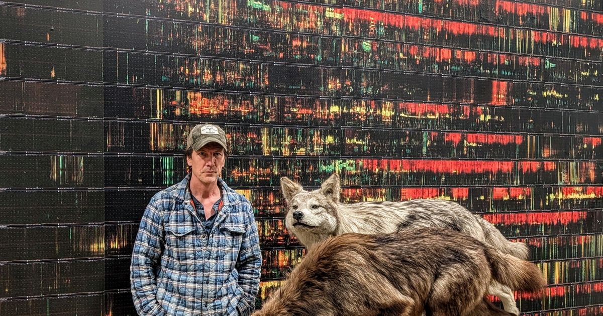 Want to speak wolf? Montana researcher using recordings to understand their language