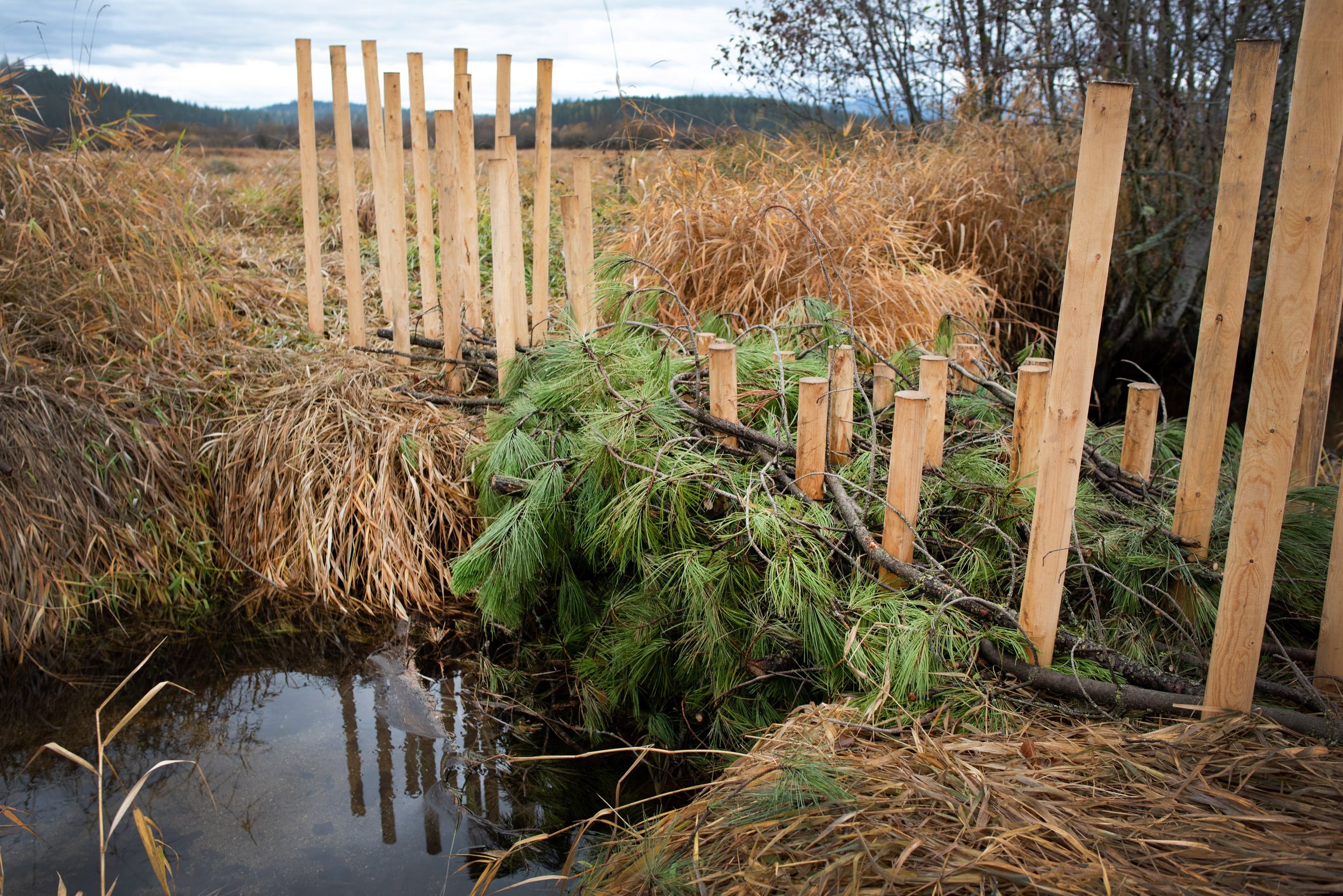 Gonzaga students, Lands Council install beaver dam analogs Nov. 10