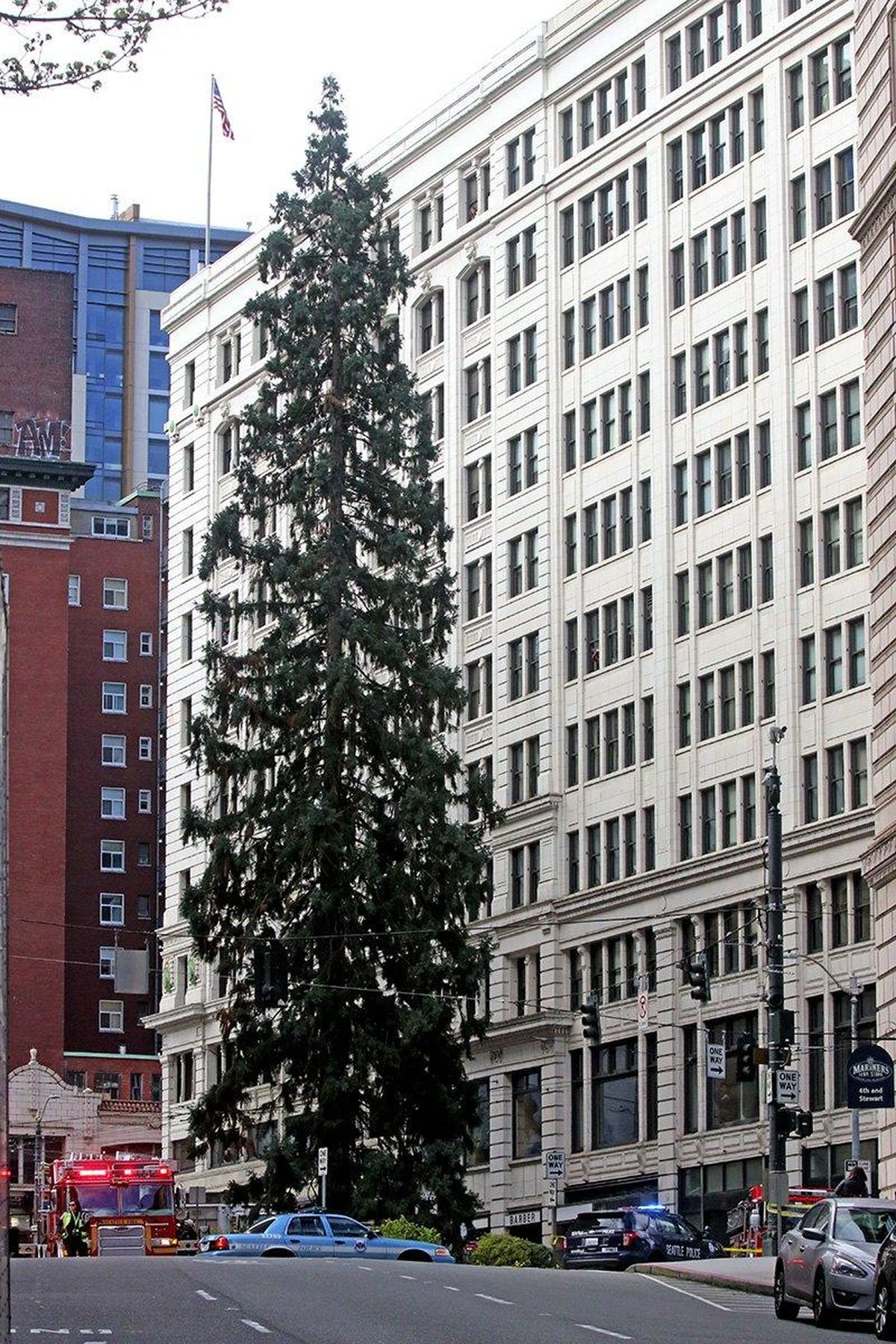 Police try to coax a man out of an 80-foot tall tree in downtown Seattle, Tuesday, March 22, 2016, after he climbed nearly to the top, disrupting traffic. Police say when authorities arrived, the man refused to speak with them and threw an apple at medics. (Greg Gilbert / Seattle Times via Associated Press)