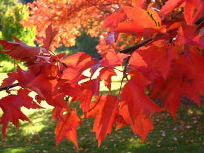 
The leaves of this red maple at Finch Arboretum exemplify the intense fall colors that local residents enjoyed this season.
 (SUSAN MULVIHILL/Special to / The Spokesman-Review)