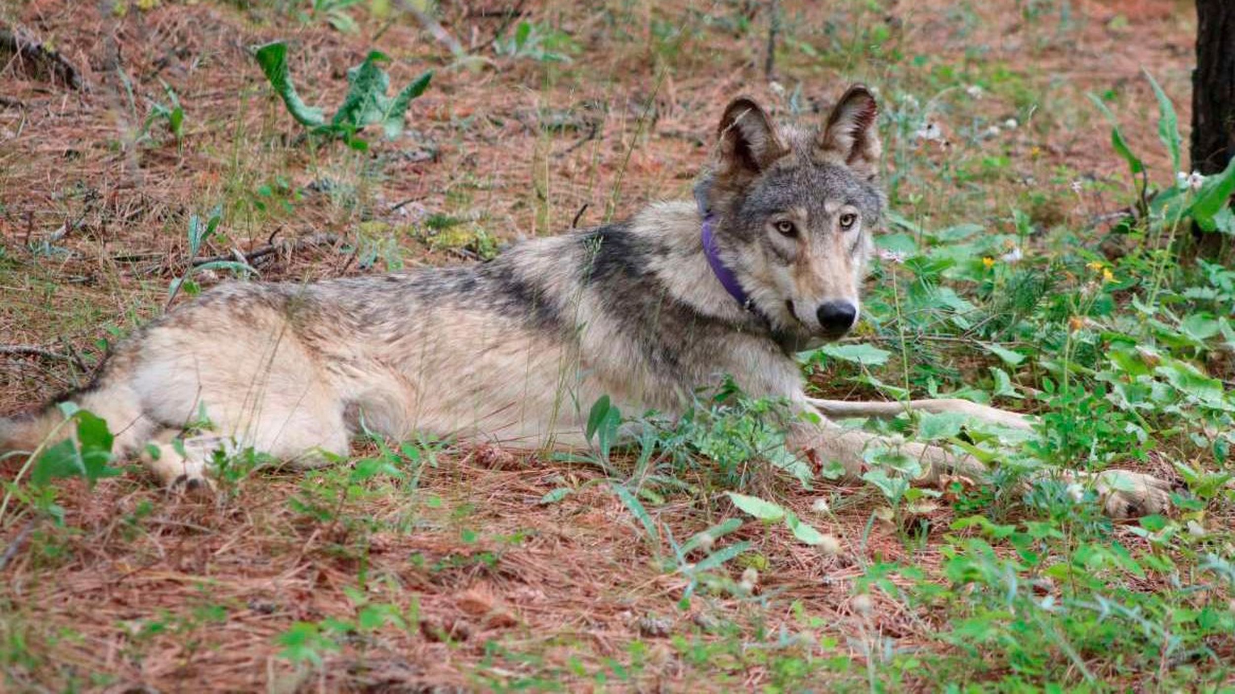 The Epic Journey Of Gray Wolf Or 93 Comes To A Tragic End Near California Interstate The Spokesman Review