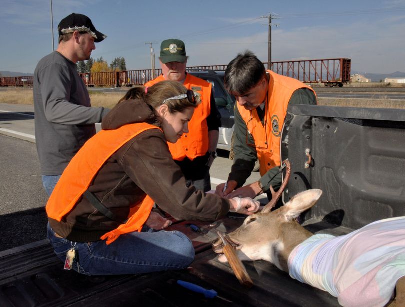 Washington wildlife biologists Ann Marie Prince, left, and Dana Base take measurements of a buck at the Deer Park check station. (Rich Landers / The Spokesman-Review)