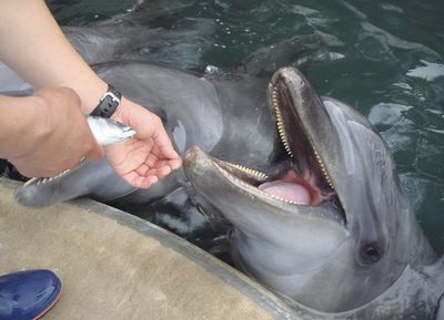 One of the dolphins at the Japanese marine park in Toyooka, western Japan, is fed mackerel Tuesday. Kinosaki Marine World (Haruo Imazu Kinosaki Marine World / The Spokesman-Review)