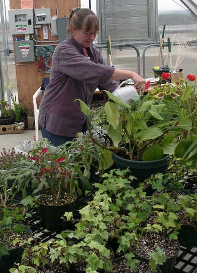 
Ann Jackson-Avery readies plants inside the new greenhouse at the YMCA at Mirabeau Point for the grand opening of the the agency's Green Way program. Photo courtesy of Pat Munts
 (Photo courtesy of Pat Munts / The Spokesman-Review)