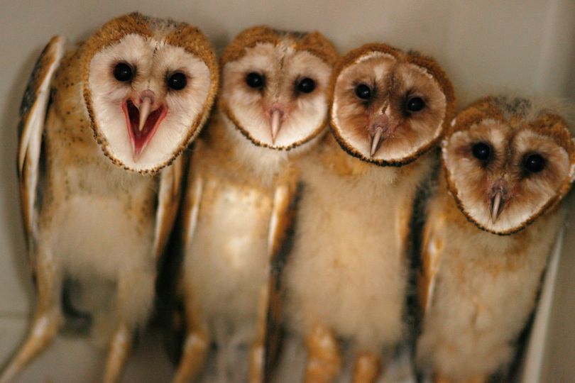 ORG XMIT: TOK103 FILE - In this Thursday, May 29, 2008 file photo, a group of barn owls is seen at the Wildlife Rehab and Education center in Houston, Texas. When the rats descended in swarms and wiped out an entire season's harvest, hungry Lao villagers supplemented their diets by hunting barn owls, snakes and other wild animals. But now, the U.N. Food and Agriculture Organization plans to persuade hungry Lao that protecting the pale-faced owls is a faster way to a full belly. The owls are natural predators of rats, and one can eat a dozen rodents in a day. (AP Photo/Houston Chronicle, Sharon Steinmann, File) ** NO SALES ** (Sharon Steinmann / The Spokesman-Review)