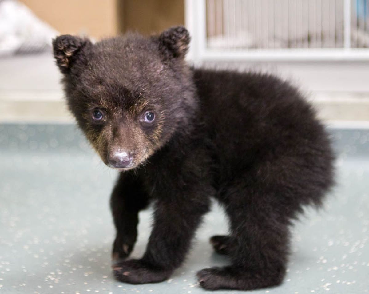 In this undated photo provided by the Oregon Zoo, a quarantined black bear cub explores his surroundings at the zoo in Portland. (Associated Press)