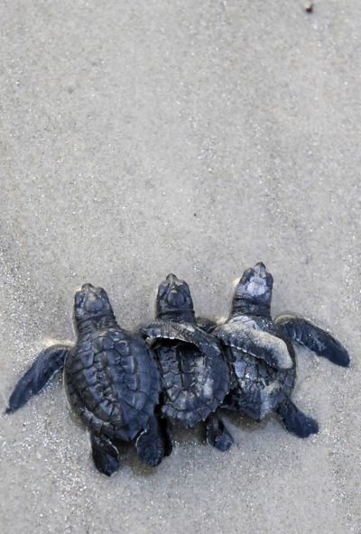 A trio of Kemp’s ridley turtle hatchlings make their way through the surf after being released into the Gulf of Mexico on Monday at Padre Island National Seashore, Texas. Hundreds of endangered baby sea turtles embarked on a new life in the Gulf of Mexico  with federal biologists hoping that by the time the tiny critters get as far east as the BP spill, the toxic oil will largely be gone.  (Associated Press)